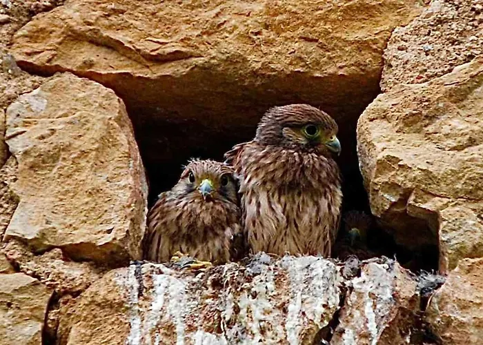 Lejlighed Manoir Du Boscau, Louis Ix Prudhomat